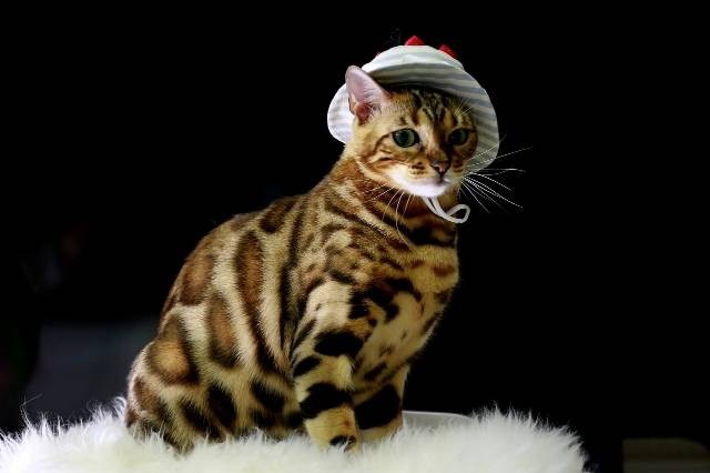 Ilustrasi makanan kucing bengal. Foto: Pixabay