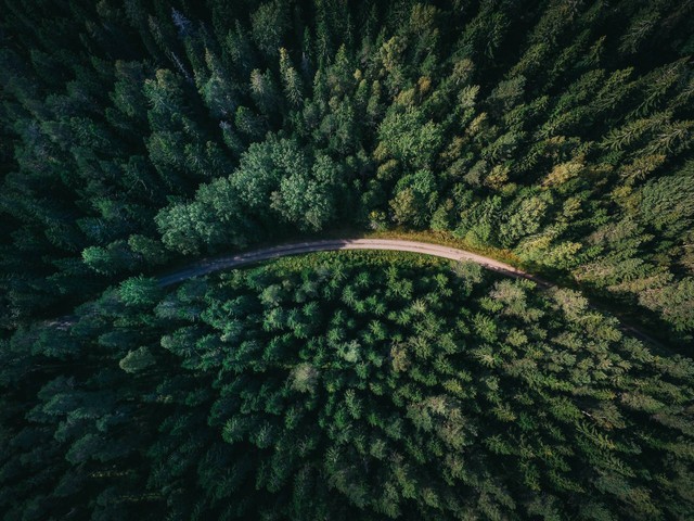 Klasifikasi Hutan di Indonesia / Foto hanya ilustrasi bukan tempat sebenarnya. Sumber: https://unsplash.com