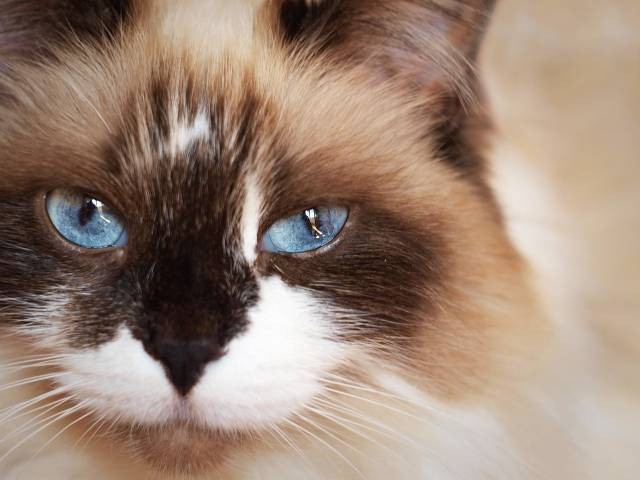 Ilustrasi cara mencegah parasit pada kucing. Foto: Pixabay