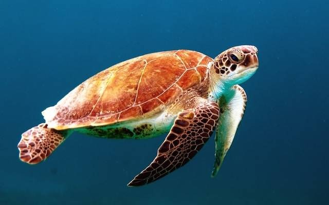 Ilustrasi enis Kura-kura Jinak yang Bisa Dipelihara. Sumber foto: unsplash.com/Wexor Tmg