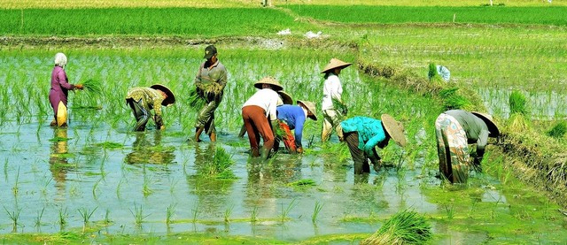 Pertanian Budidaya Padi (sumber: https://pixabay.com/id/photos/)