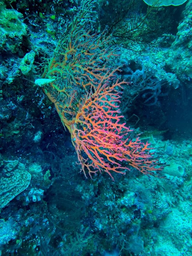 Keindahan bawah laut Biak. Foto: Yusuf Wiranata/Shutterstock