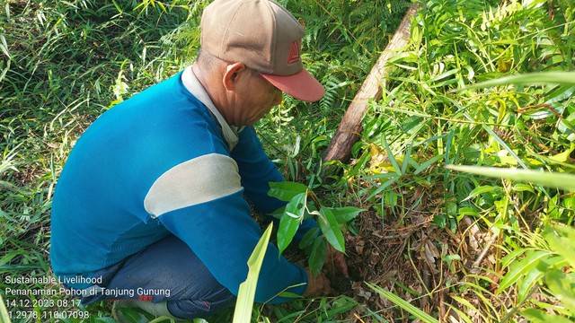 Saat melakukan penanaman pohon di lokasi atau jalur menuju ke Stasiun Riset Cabang Panti, di Dusun Tanjung Gunung, Desa Sejahtera, Kecamatan Sukadana, Kabupaten Kayong Utara, pada Selasa (12/12/2023). (Foto dok. Program SL-Yayasan Palung).