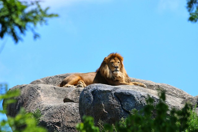 Ilustrasi untuk Sebutkan Hewan yang Muncul di The Lion King. Sumber: Unsplash/Laura Seaman