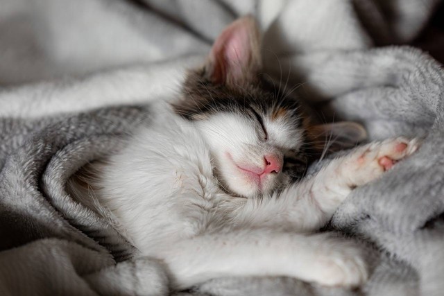 Ilustrasi apakah kucing demam bisa sembuh sendiri. Sumber: pixabay