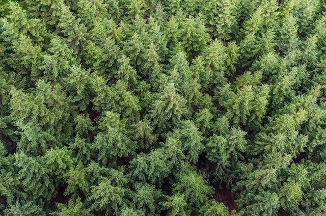 Hutan homogen adalah. Foto hanya ilustrasi, Sumber: Pexels/Lukas