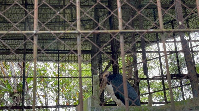 Kondisi kandang burung di Medan Zoo. Foto: Tri Vosa/kumparan