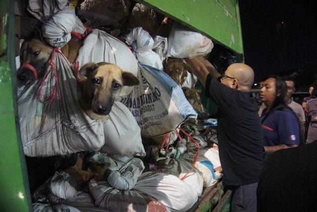 Aktivis Animals Hope Shelter Indonesia sedang memeriksa truk berisi ratusan anjing yang akan dikonsumsi, setelah diamankan polisi di Semarang, pada Sabtu (6/1/2024). Foto: Daffa Ramya Kanzuddin/AFP