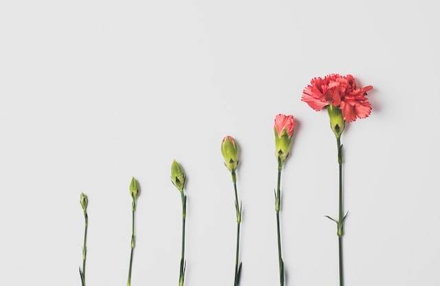Ilustrasi Persamaan antara Pertumbuhan dan Perkembangan. Foto: dok. Unsplash/Edward Howell
