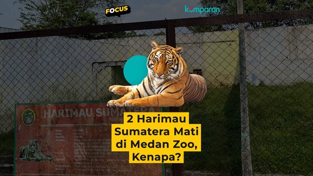 Dua harimau sumatera di Medan Zoo mati. Foto: kumparan
