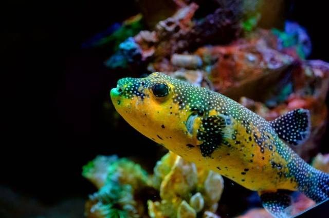 Ilustrasi jenis ikan corydoras, sumber foto: limoo by pexels.com