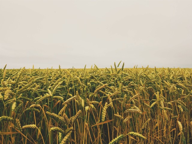 Foto: https://www.pexels.com/id-id/foto/ladang-gandum-di-bawah-langit-kelabu-55766/