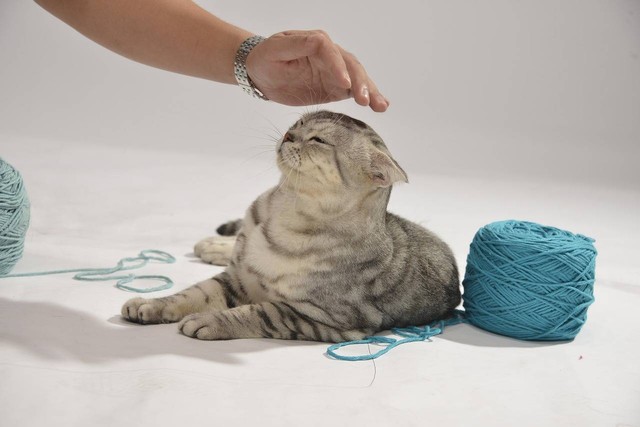 Ilustrasi aktivitas kucing sehari-hari. Sumber: pixabay