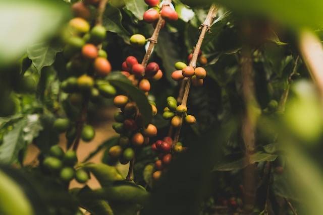 Agrowisata Kopi di Bali. Foto hanya ilustrasi bukan tempat sebenarnya. Sumber foto: Unsplash.com/Clint McKoy