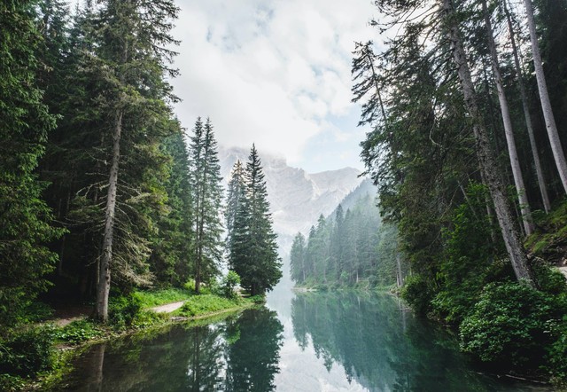 Hutan Wanagama. Foto hanya ilustrasi, bukan gambar sebenarnya. Sumber: Unsplash/ Luca Bravo. 