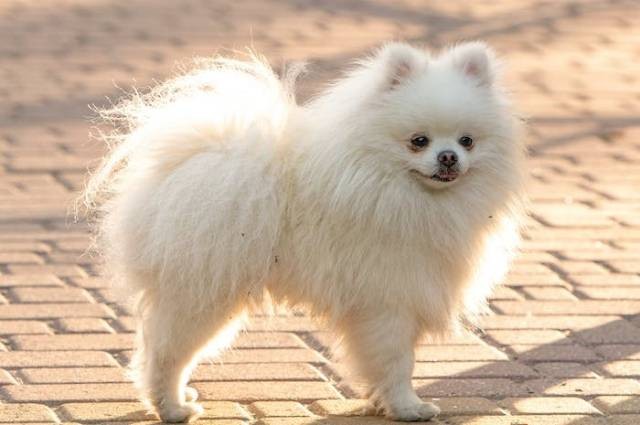 Ilustrasi cara merawat anjing mini pom, sumber foto: Sergey Savage by pexels.com