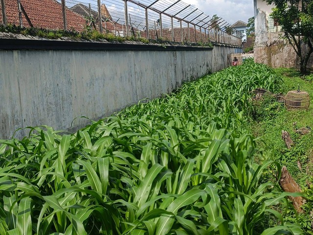 Ladang Inspirasi: Narapidana Lapas Magelang Manfaatkan Lahan untuk Pertanian