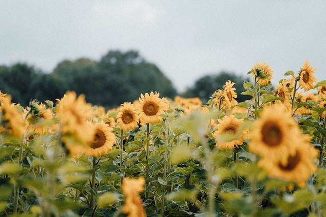 Taman Bunga Matahari. Foto hanya ilustrasi, bukan tempat sebenarnya. Sumber: Unsplash/Graham Pengelly