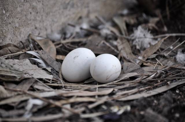 Ilustrasi berapa hari telur merpati menetas. Foto: Pixabay