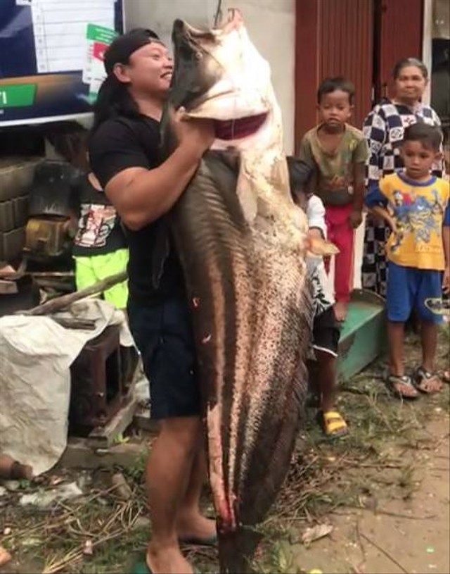 Warga Tanjak Dait mengangkat ikan tapah seberat 42 kg. Foto: Dok. Istimewa