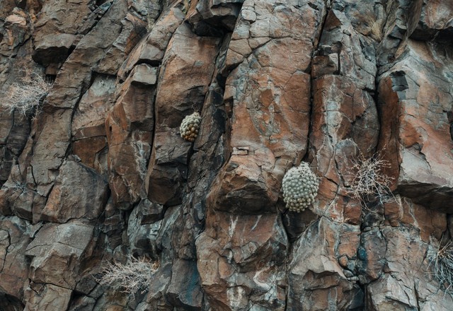 Pengertian batuan sedimen organik. Sumber: pexels.com