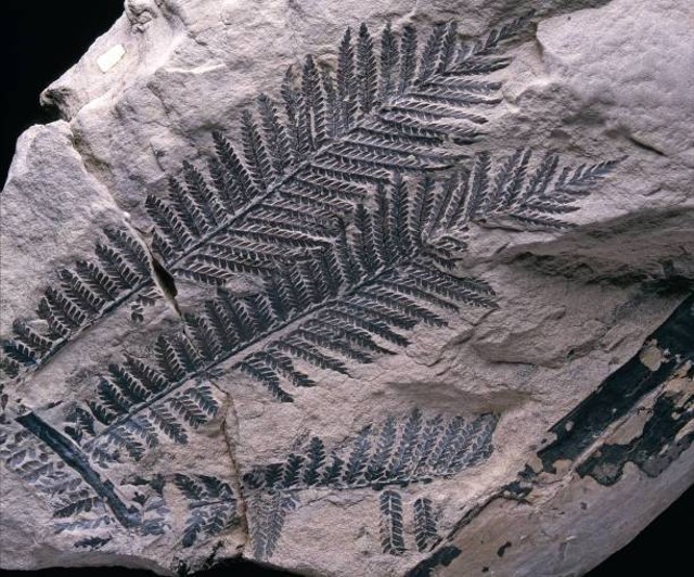 Ilustrasi Contoh Bahan Bakar Fosil Sumber: www.unsplash.com