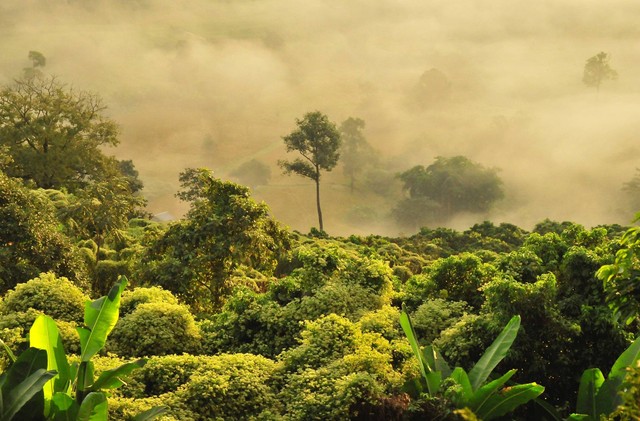 Ilustrasi Jabarkan alasan penggundulan hutan sebagai salah satu penyebab pencemaran air, sumber: unsplash/Boudewijn