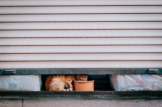Ilustrasi apakah kucing boleh makan ubi, sumber foto: Thanh LY by pexels.com