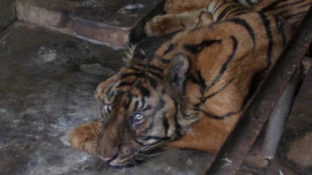 Seekor harimau Sumatra (Panthera tigris sumatrae) yang sakit parah berada di dalam kandang yang terbengkalai di Medan Zoo, Medan, Sumatera Utara, Senin (15/1/2024). Foto: Yudi/Antara Foto