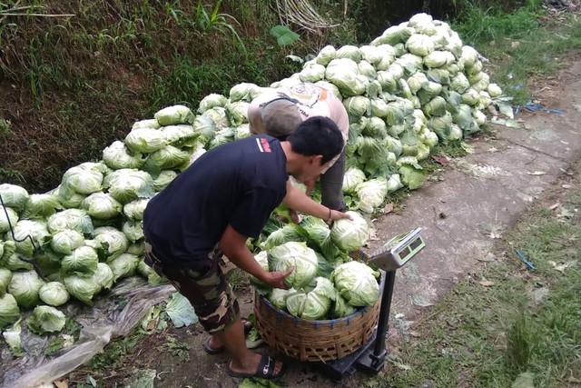 Relawan Prabowo Peduli Petani (RPPP) memborong sayuran dari petani di beberapa sentra sayur-mayur di lereng Gunung Sumbing, Kopeng dan Boyolali, Jawa Tengah, Selasa (16/1/2024). Foto: Dok. Istimewa