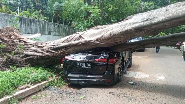 Sebuah pohon besar tumbang di seberang rumah capres nomor urut 02, Prabowo Subianto, di Jl. Sriwijaya 1, Jakarta Selatan, Selasa (16/1/2024). Foto: Zamachsyari/kumparan