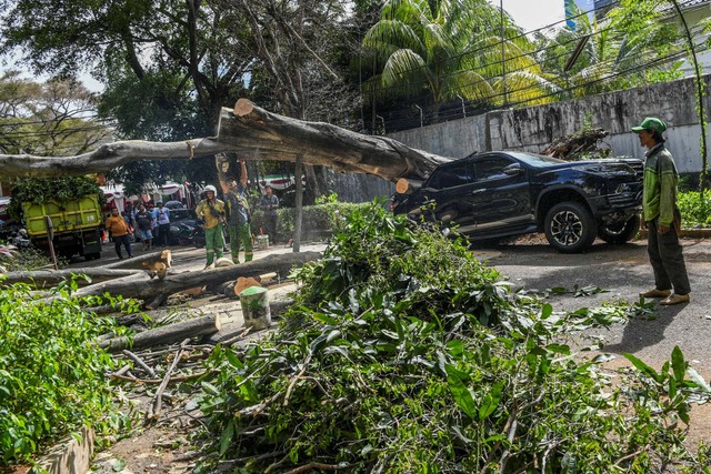 Petugas membersihkan bagian dari pohon yang tumbang di kawasan Kertanegara, Jakarta, Selasa (16/1/2024). Foto: Galih Pradipta/ANTARA FOTO