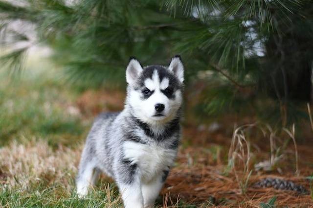 Ilustrasi jenis anjing lucu, sumber foto: Julissa Helmuth by pexels.com