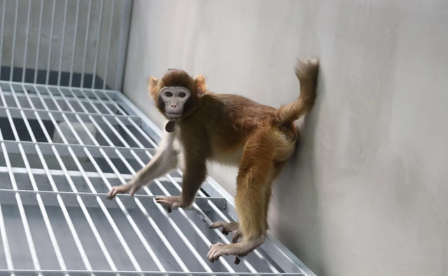 Foto ReTro, monyet rhesus hasil kloning sel somatik, diambil pada usia 17 bulan.  Foto: Zhaodi Liao/Nature Communications