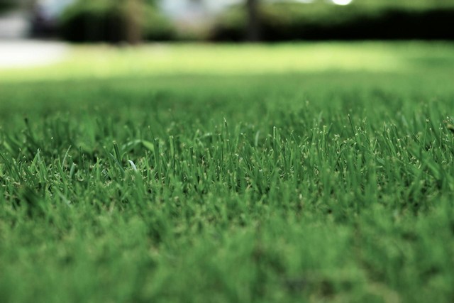 Lapangan Tamanan. Foto Hanya Ilustrasi, Bukan Tempat Sebenearnya. Sumber Unsplash David Mancini