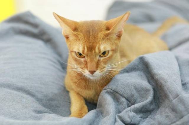 Ilustrasi larangan saat kucing hamil, sumber foto: 琦 刘 by pexels.com