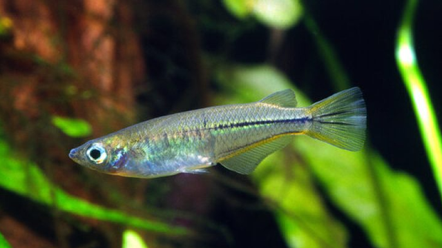 Ikan medaka (Oryzias celebensis). Foto: Dok. Fakultas Perikanan dan Kelautan Universitas Airlangga