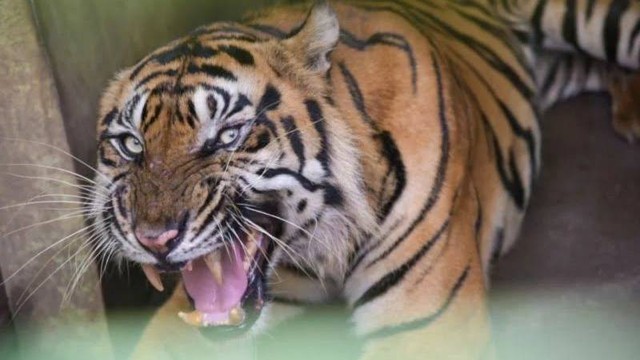 Harimau Sumatera bernama Bintang Baringin di Medan Zoo, Selasa (28/9/2021). Foto: Antara 