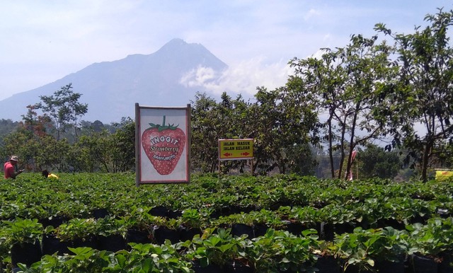 Agrowisata Kebun Inggit Strawberry di Desa Banyuroto, Sawangan, Magelang. Foto: Dokumen Pribadi.