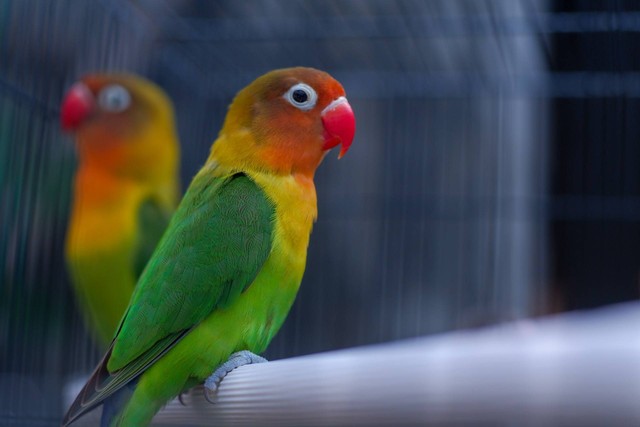 ilustrasi lovebird. Sumber foto: Unsplash