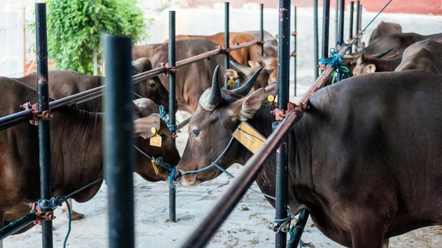 Ilustrasi kandang sapi. Sumber foto: Unsplash