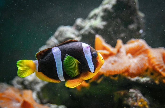 Ilustrasi Cara ke Oceanarium BXSea. Foto: Pexels/Egor Kamelev