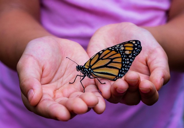 [Bali Butterfly Park Tabanan] Foto hanya ilustrasi, bukan tempat sebenarnya. Sumber: unsplash/DavidClode