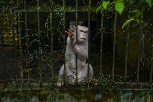 Seekor monyet ekor panjang (Macaca fascicularis) berada dalam kandang yang rusak di Medan Zoo, Sumatera Utara, Kamis (18/1/2024). Foto: Iwan Gunadi/AFP