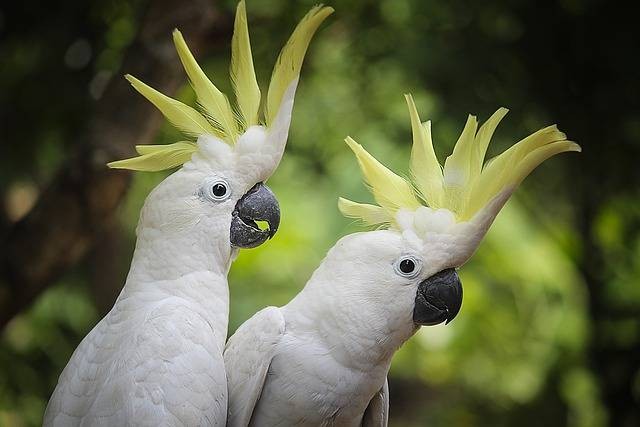 Ilustrasi makanan anak burung kakak tua. Foto: haris nurtanio/Pixabay