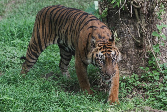 Seekor harimau Sumatra (Panthera tigris sumatrae) berada di dalam kandangnya di Medan Zoo, Sumatera Utara, Senin (15/1/2024). Foto: Iwan Gunadi/AFP