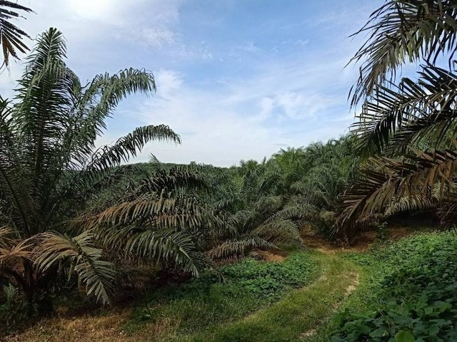 Kondisi lahan perkebunan sawit. Sumber: Dokumen pribadi