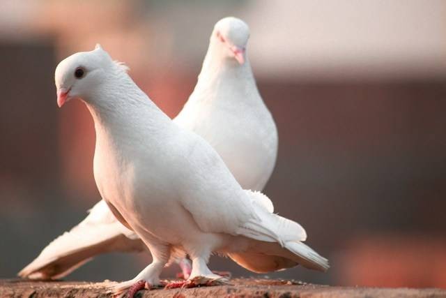 Ilustrasi makanan burung dara anakan. Foto: Ali Pli/Unsplash