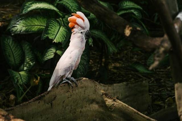 Ilustrasi apa minuman burung kakak tua, sumber foto: Mikhail Nilov by pexels.com