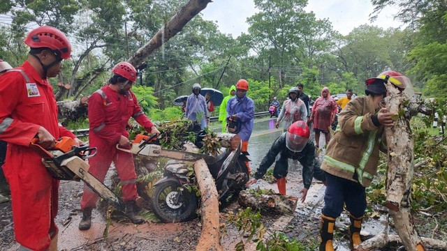 Petugas evakuasi pohon yang tumbang dan menimpa pengendara sepeda motor di Gunungkidul, Jumat (19/1). Foto: Arfiansyah Panji Purnandaru/kumparan